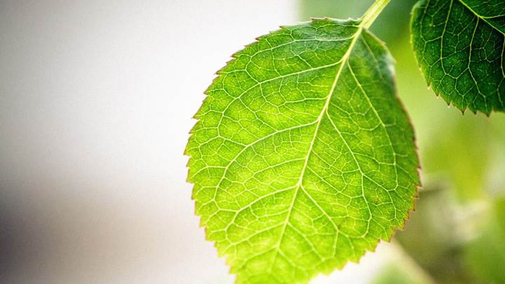Green Leave Closeup Macro Shot